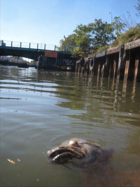 The History of the Gowanus Canal