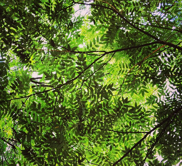 Tree Identification for Beginners (Prospect Park)