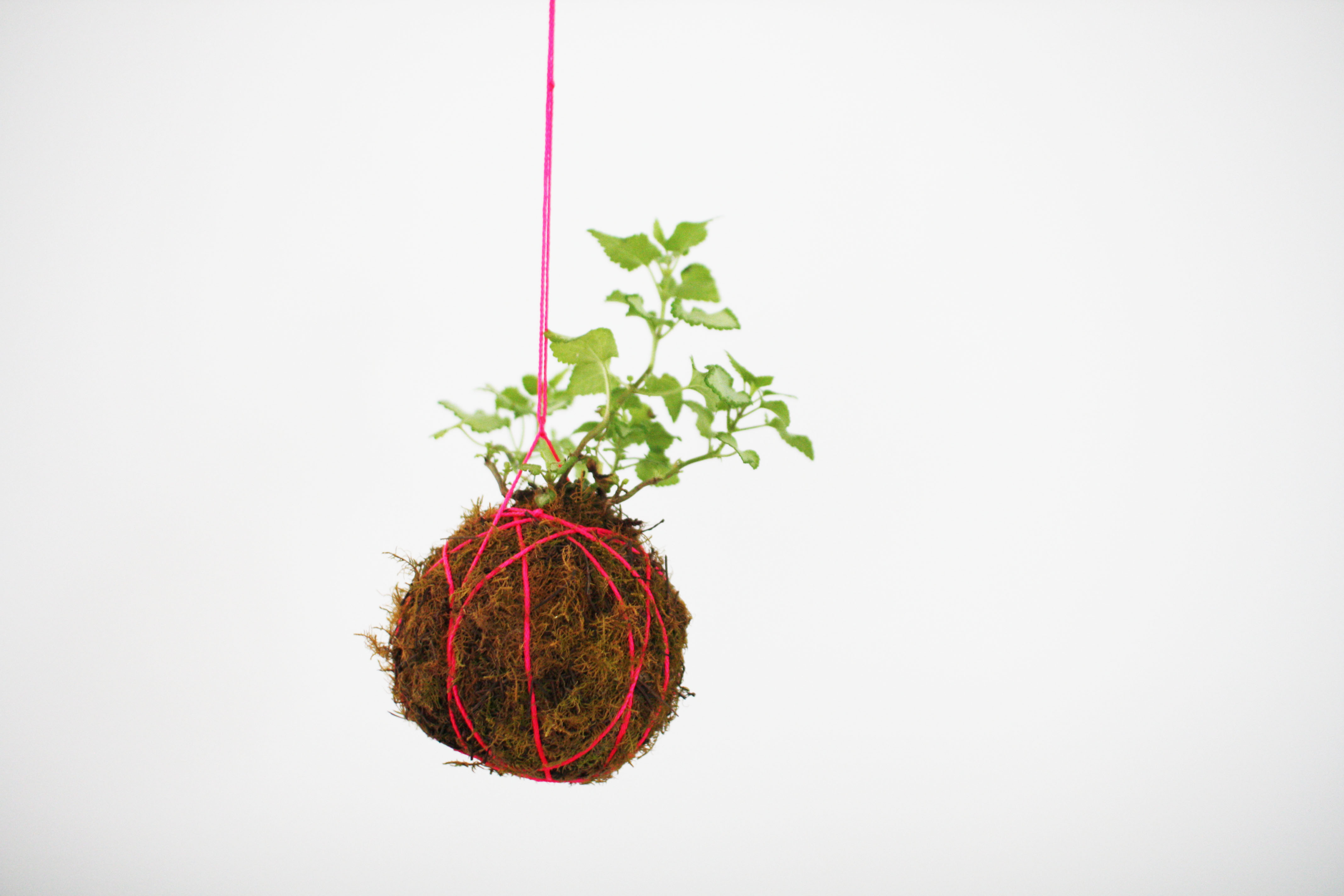 Kokedama: Make Your Own Living Moss Balls