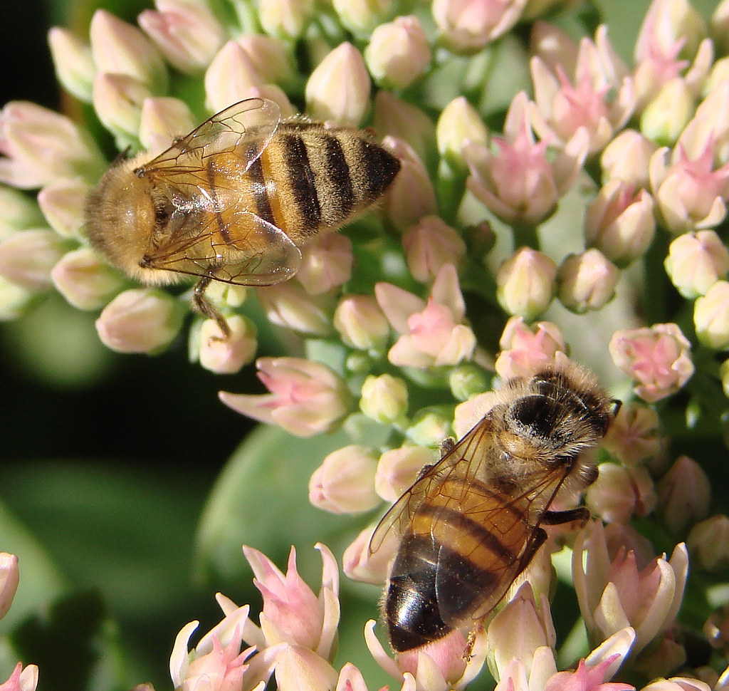 Talking to Kids and Teens About Sex: Beyond the Birds and the Bees