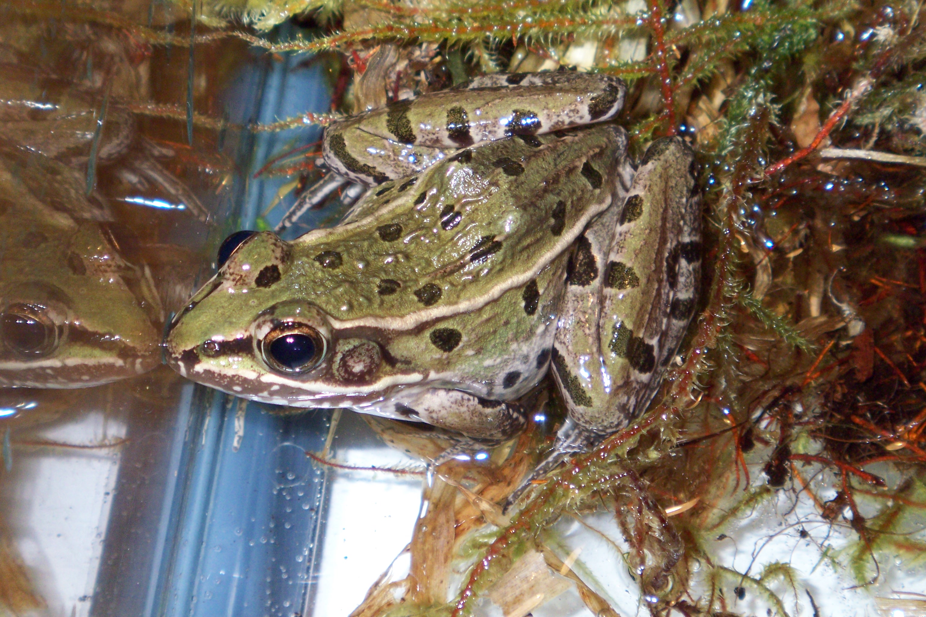 150 Years in Hiding: The Story of a New Frog Species in NYC