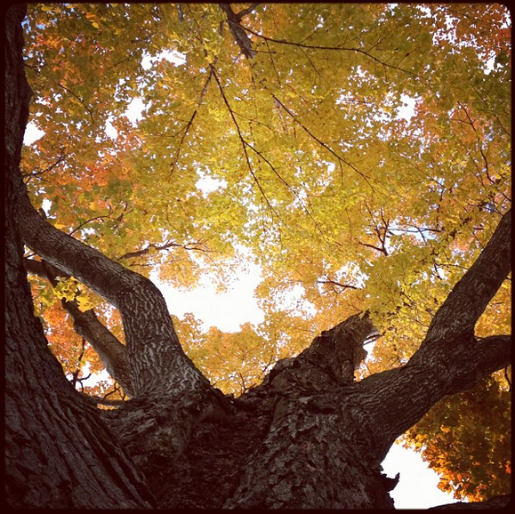 March Maple Madness!