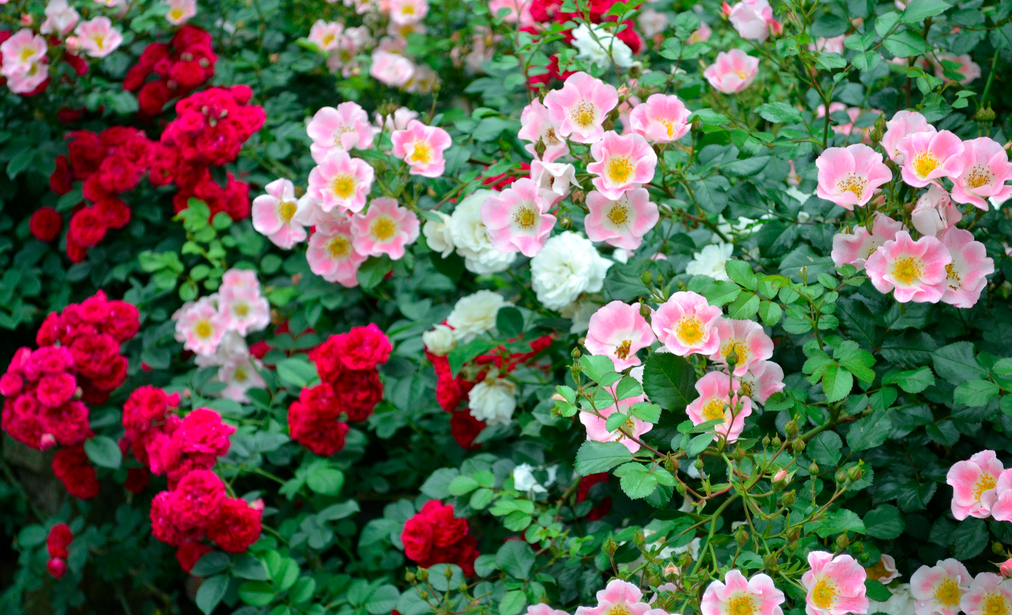 Floral Flavors: Masters of Social Gastronomy at Brooklyn Botanic Garden