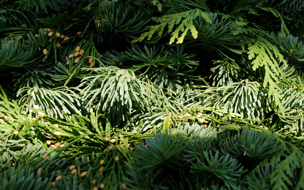 Make Your Own Evergreen Wreath - Windsor Terrace