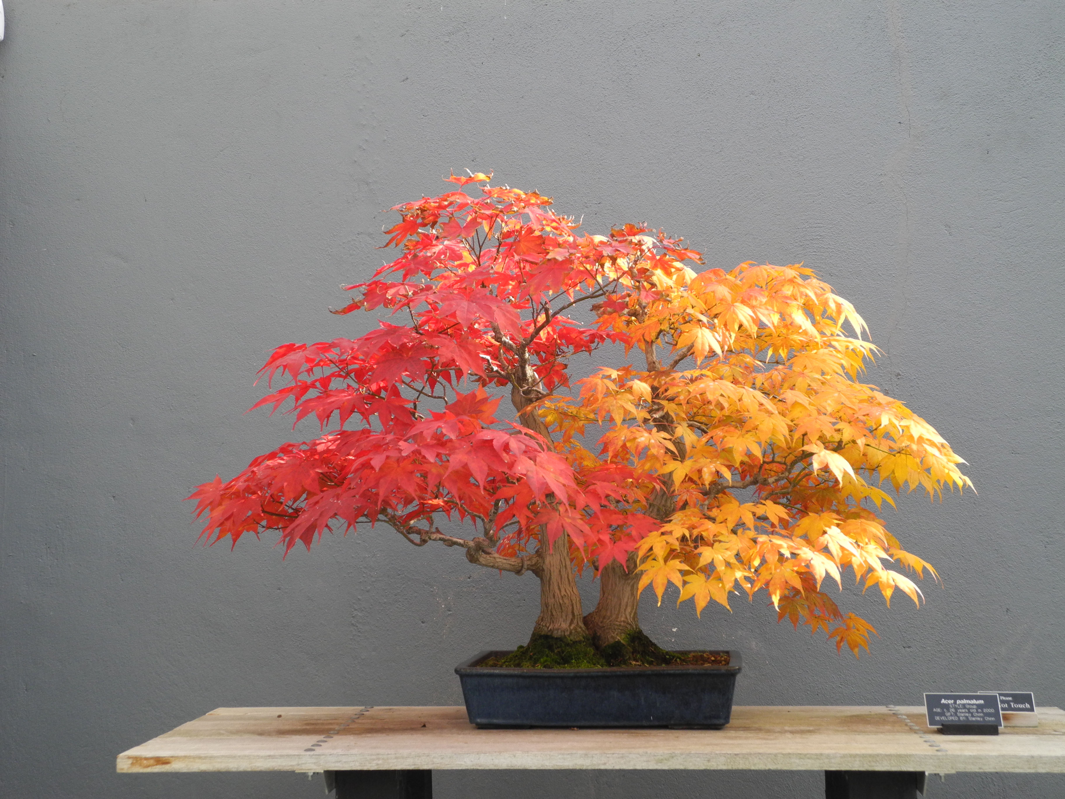 The Art of Bonsai