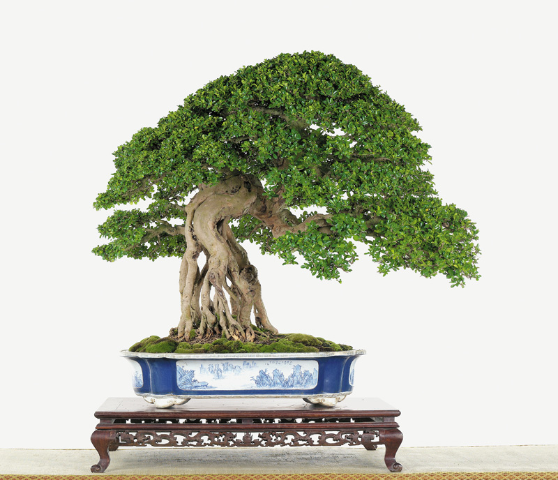 Indoor Bonsai Growing