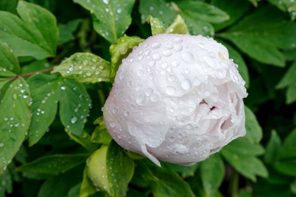 Photographing Spring Blooms at Brooklyn Botanic Garden 