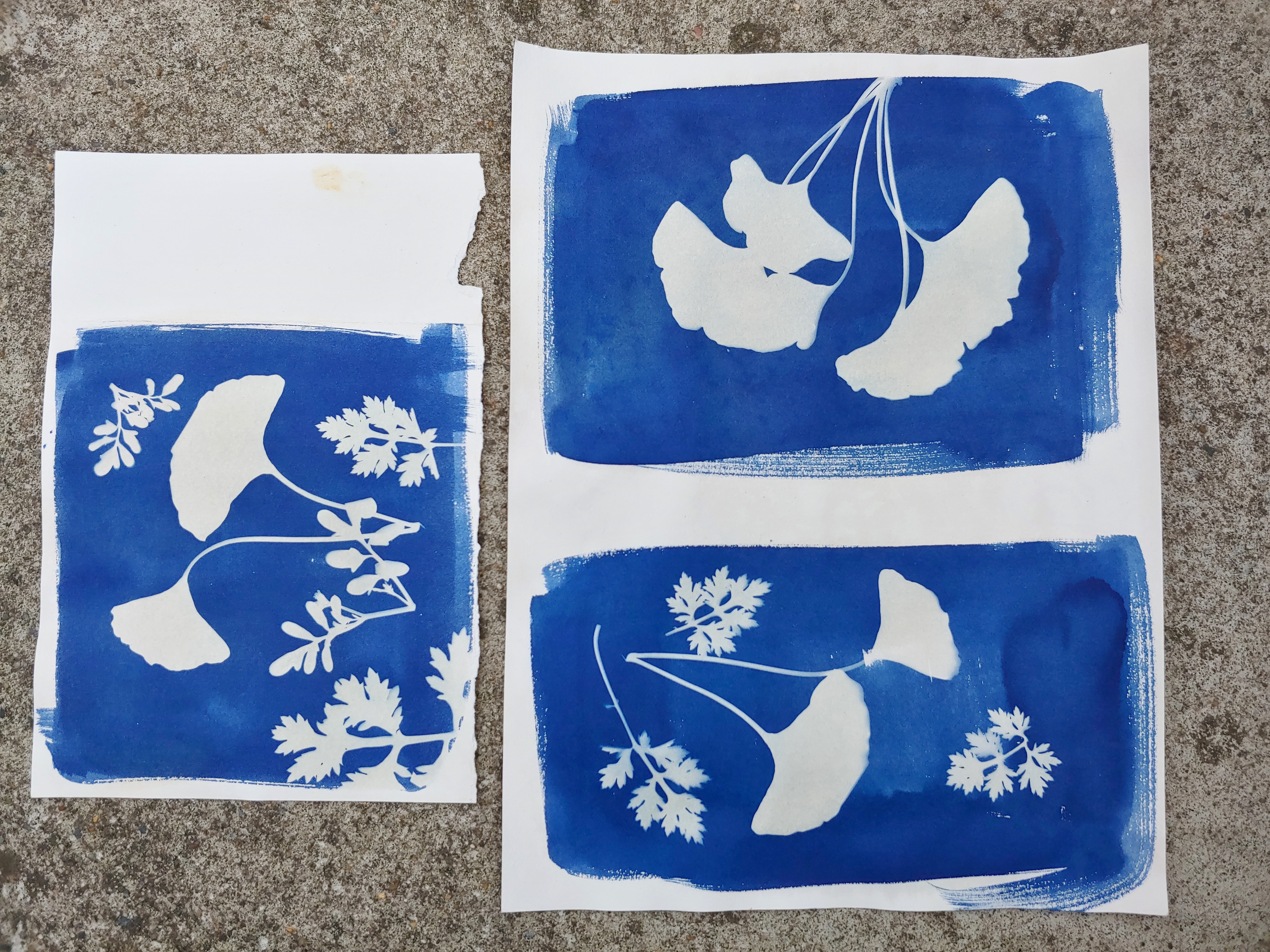 Alternative Photography: Cyanotype for Beginners