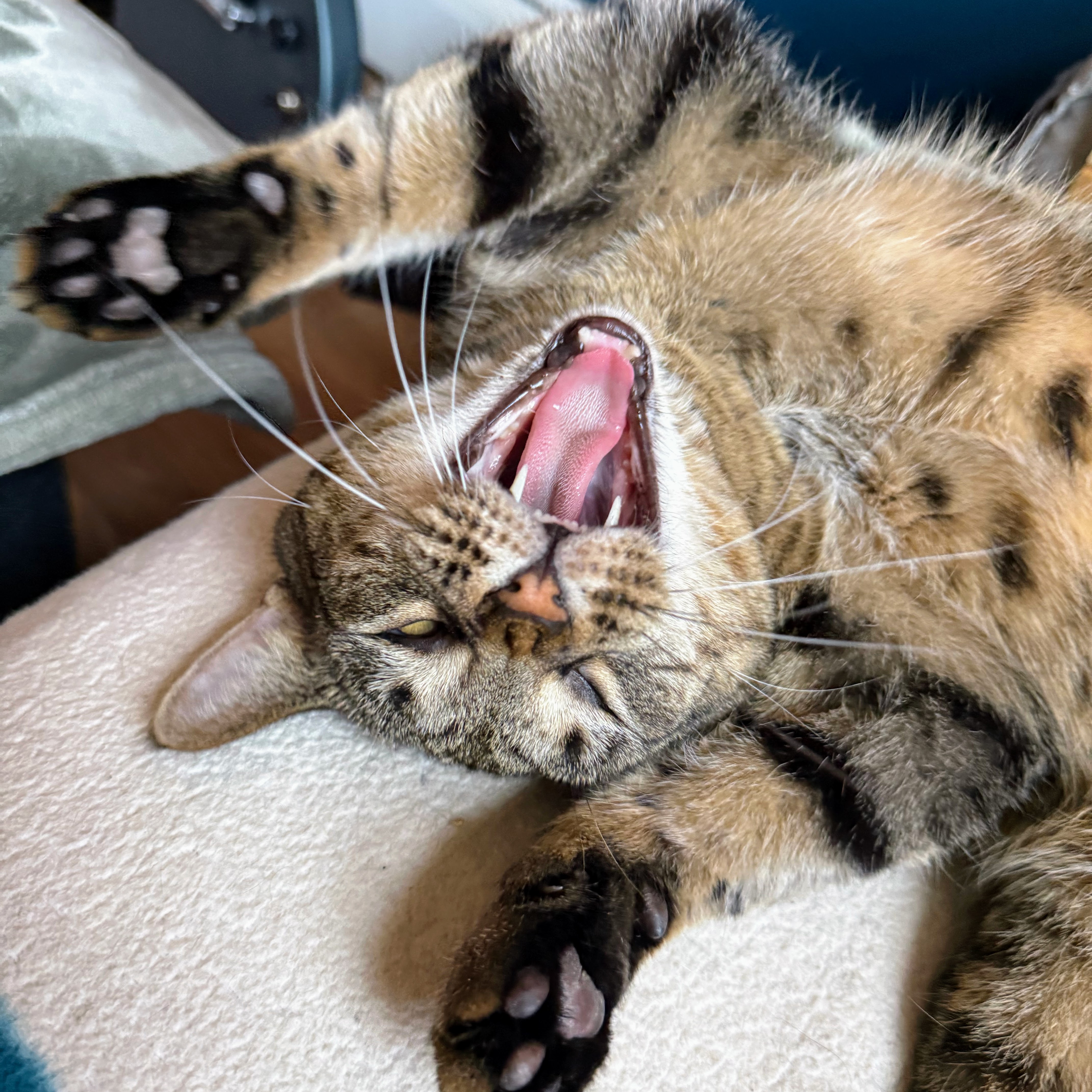 Adoptable Cat Meet & Greet with Cat Republic