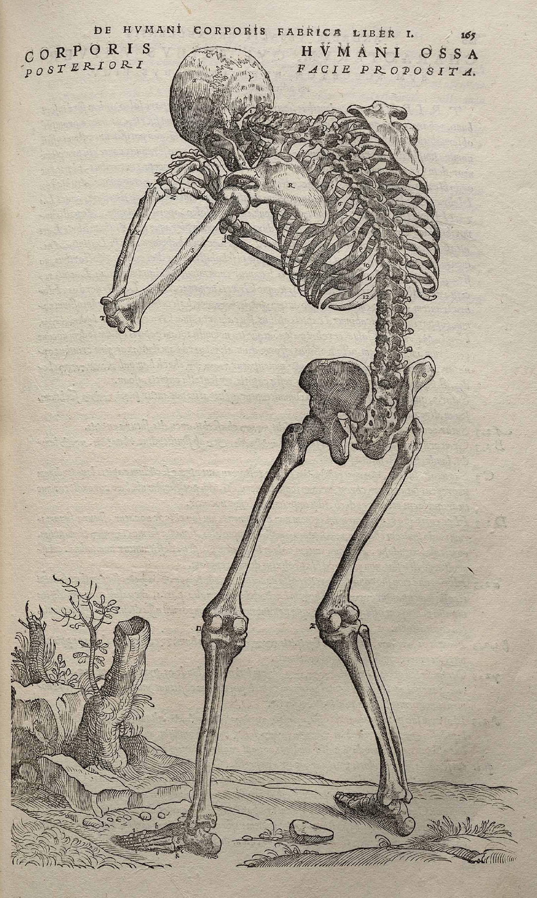 Charcoal Drawing: Anatomy 