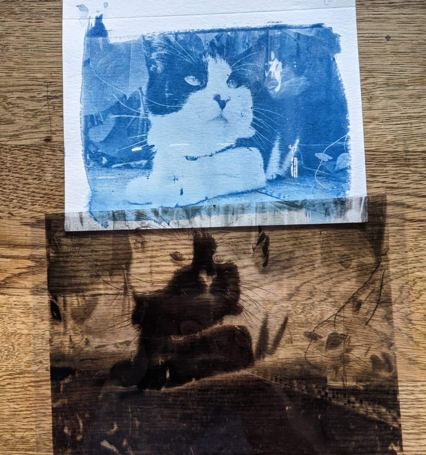 Cyanotype 2: Working with Digital Negatives