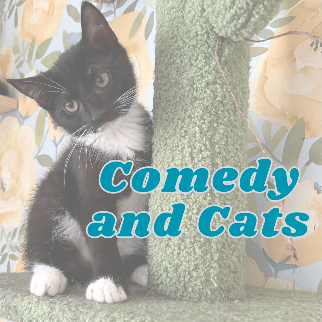 Comedy & Cats