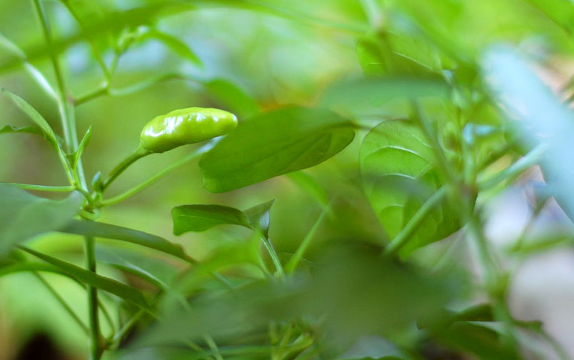 How GMO Will Save Organic Agriculture