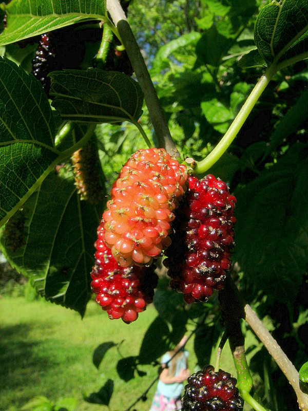 mulberries, duh.