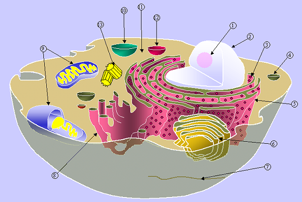 Study Session: Middle School Cell Bio