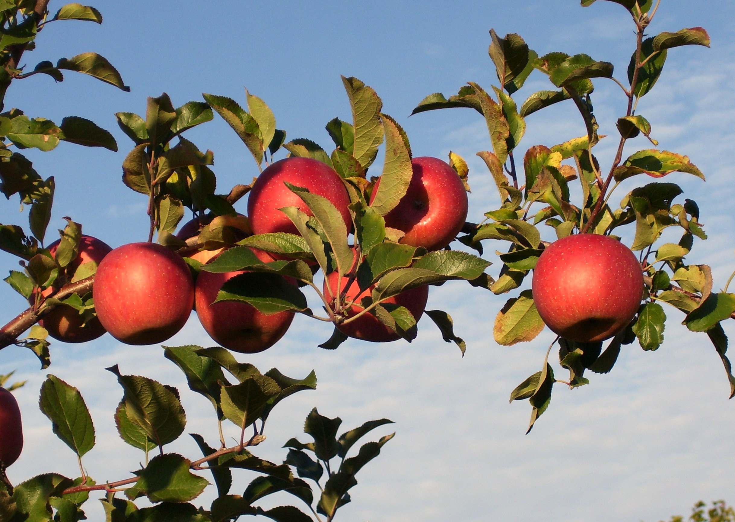 Orcharding 101 for City Dwellers - Thursday, August 25th!