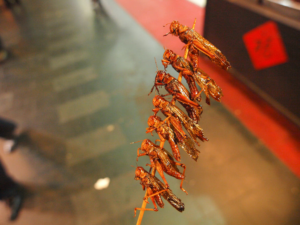 Eat bugs. Not too many. Mostly accidentally.