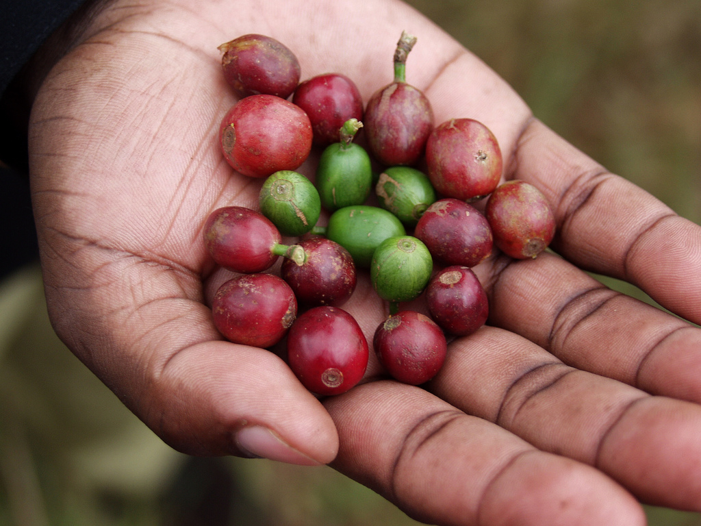 Hand-picked coffee beans from Kenya
