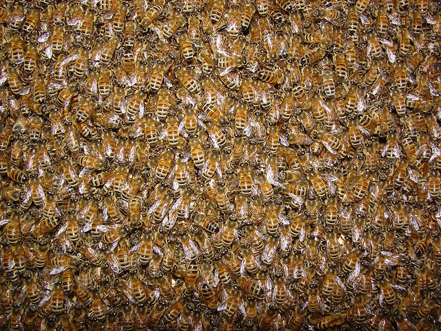 An Amazing Thing I Just Learned about Honey Bees