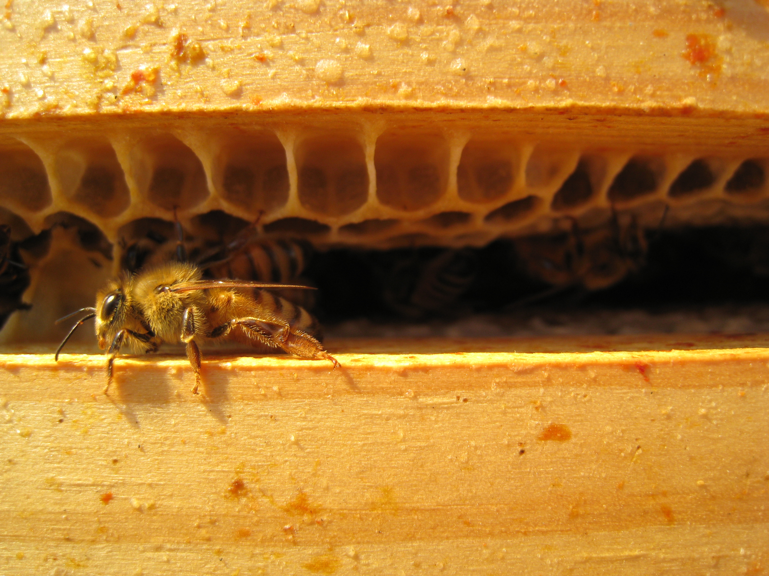 Bees are Awesome and Here are Ways to Learn About Them