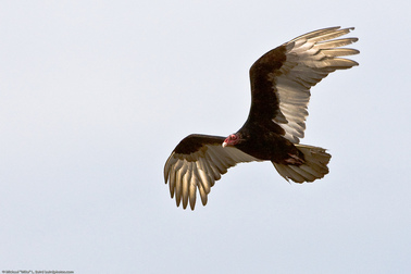 Buzzard Day Comes to Brooklyn