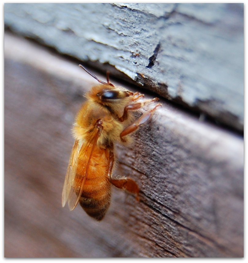 bees!