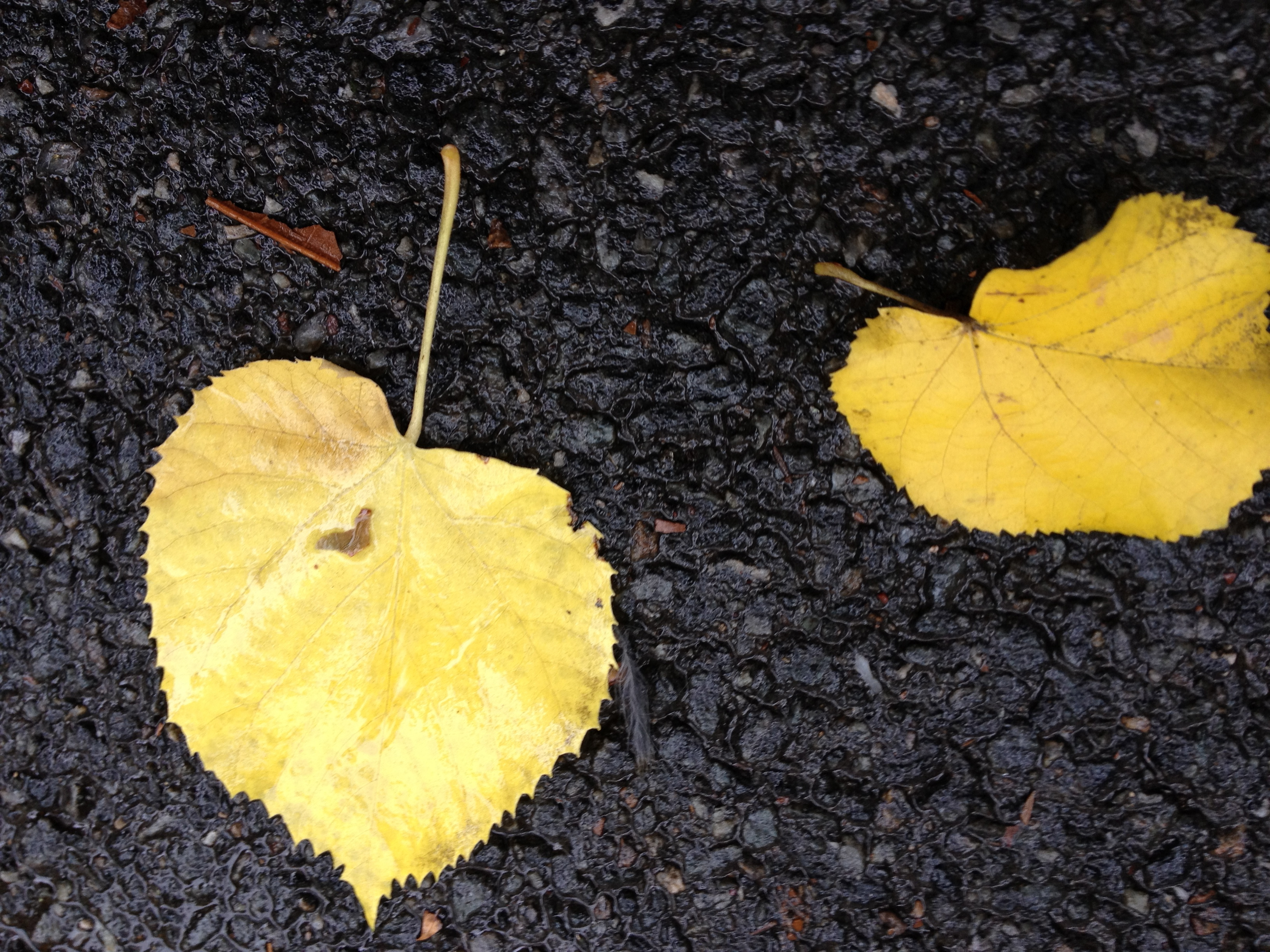 This Fall! Tree Identification Walks
