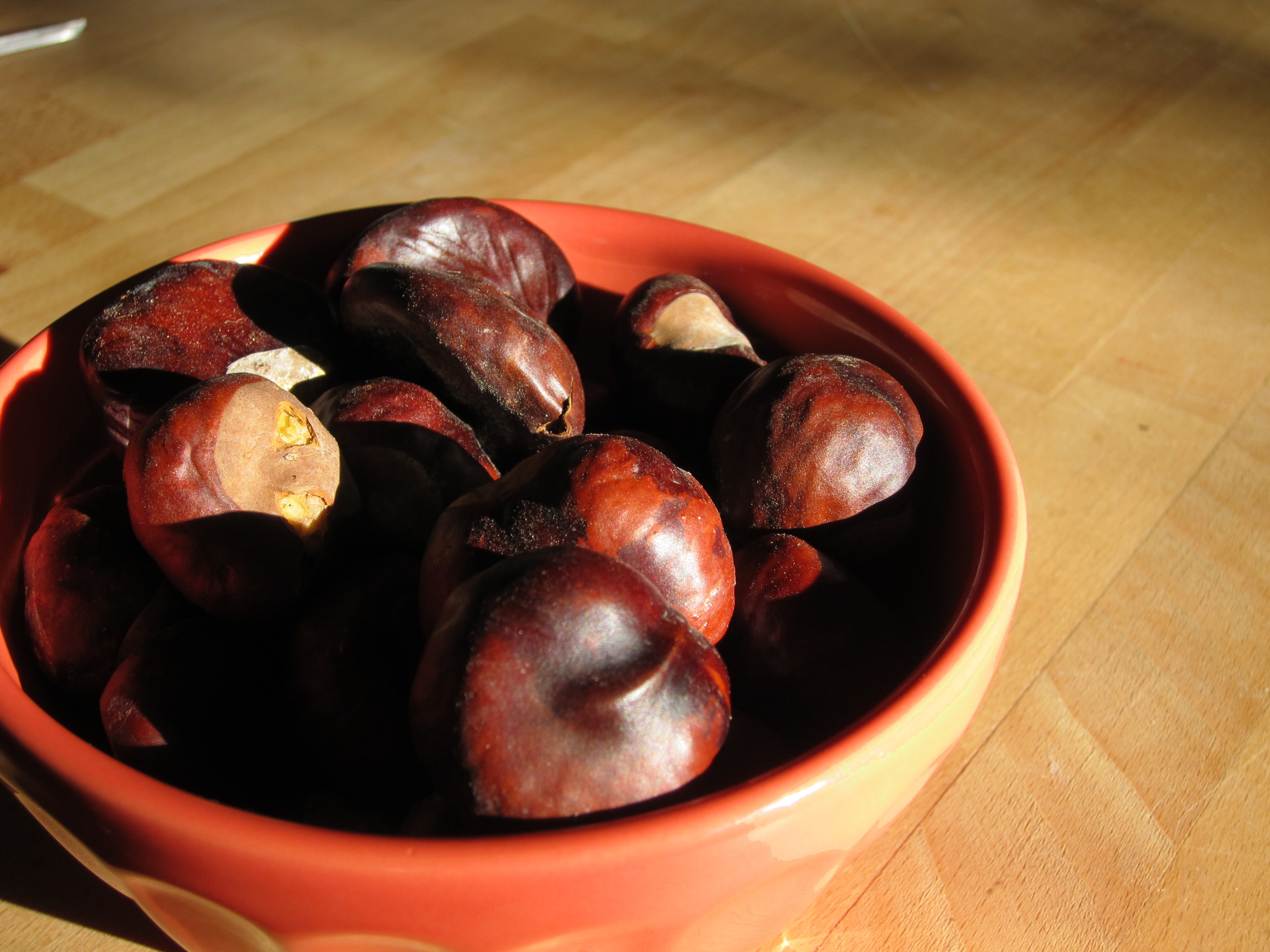 Bitter Chestnuts, or, A Foraging Cautionary Tale
