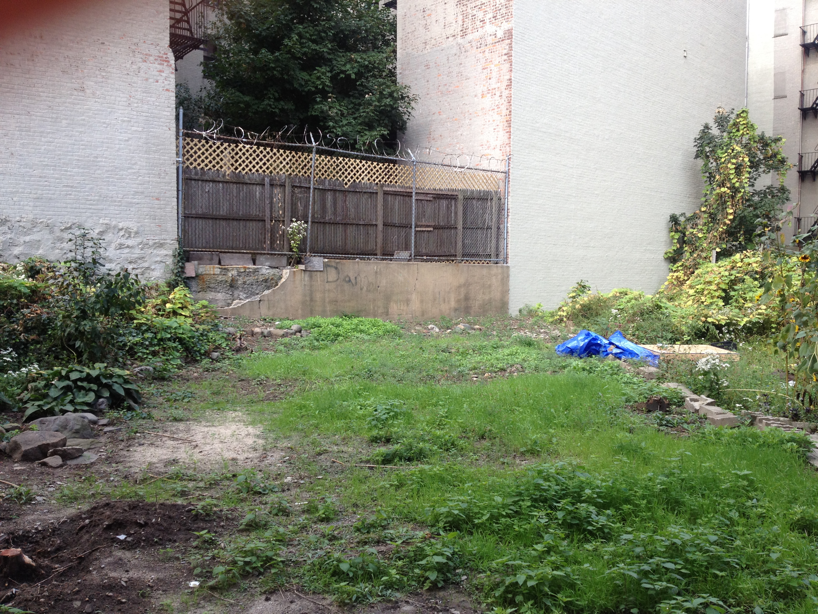 the backyard, in its current state