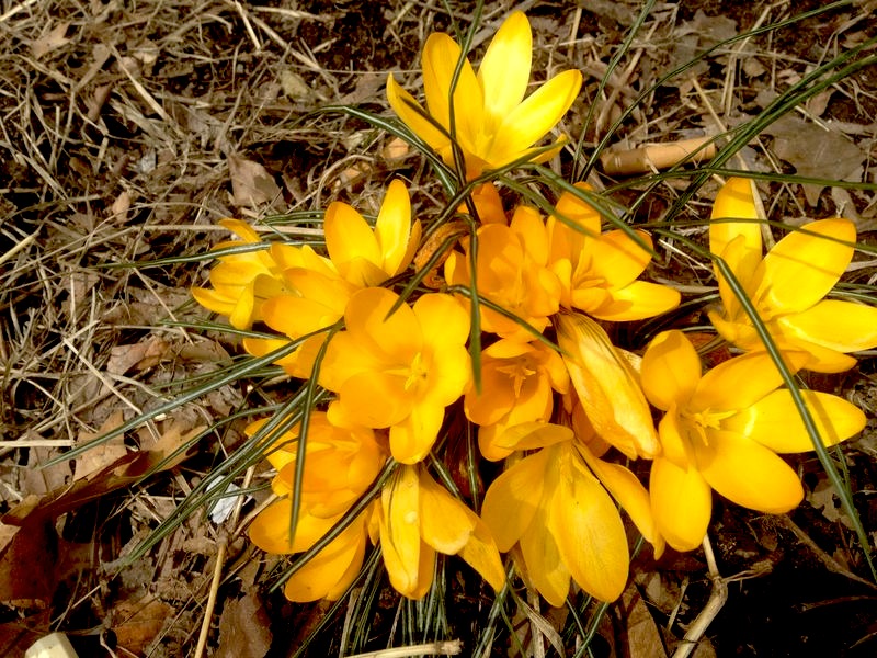 Yellow Crocuses