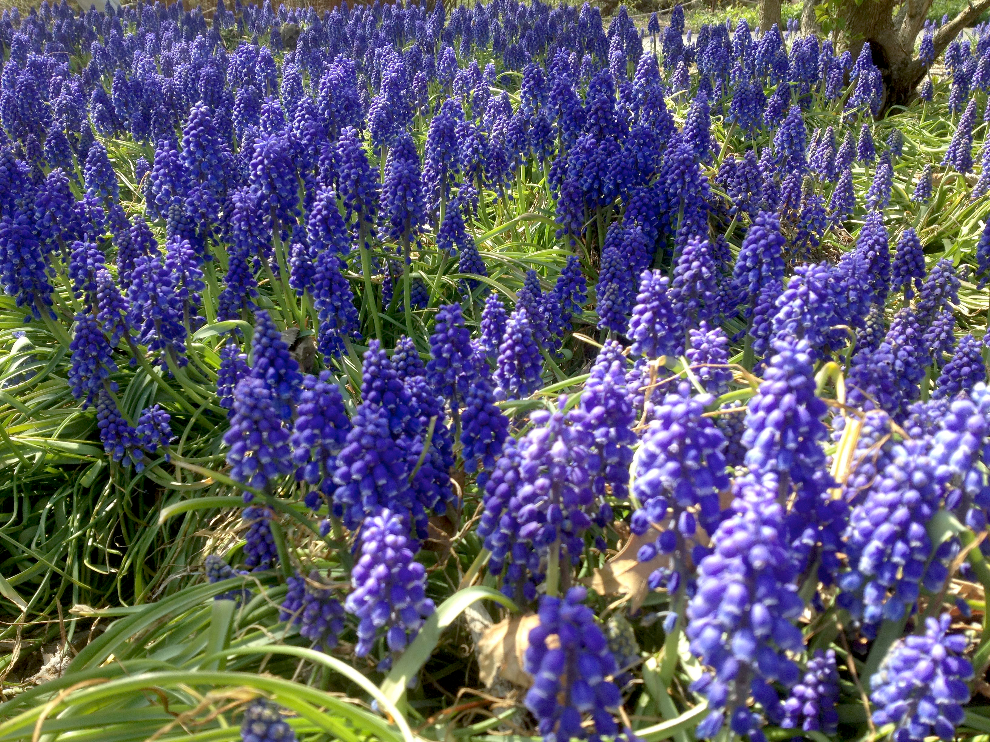 Grape hyacinths