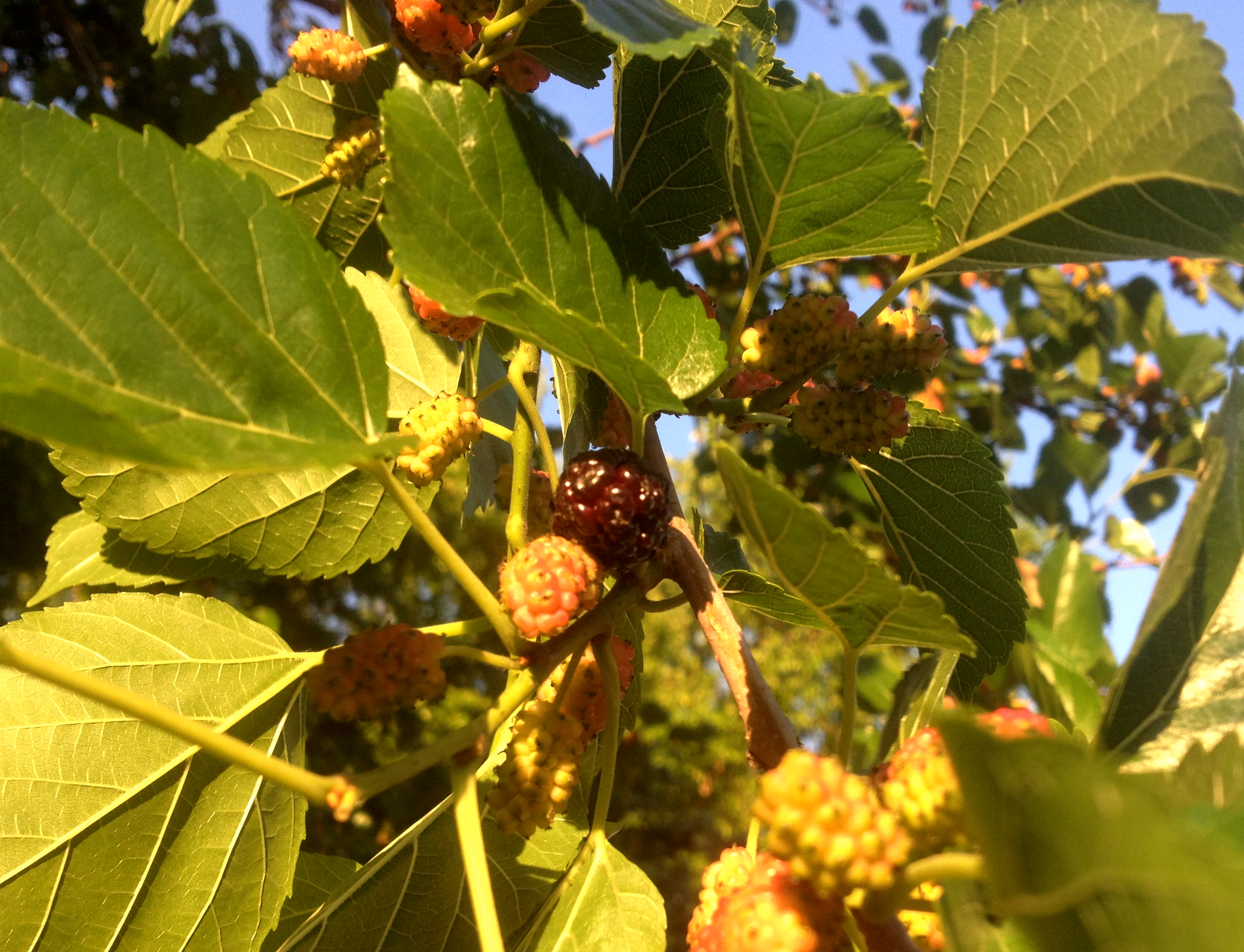 It's (Almost) Mulberry Season