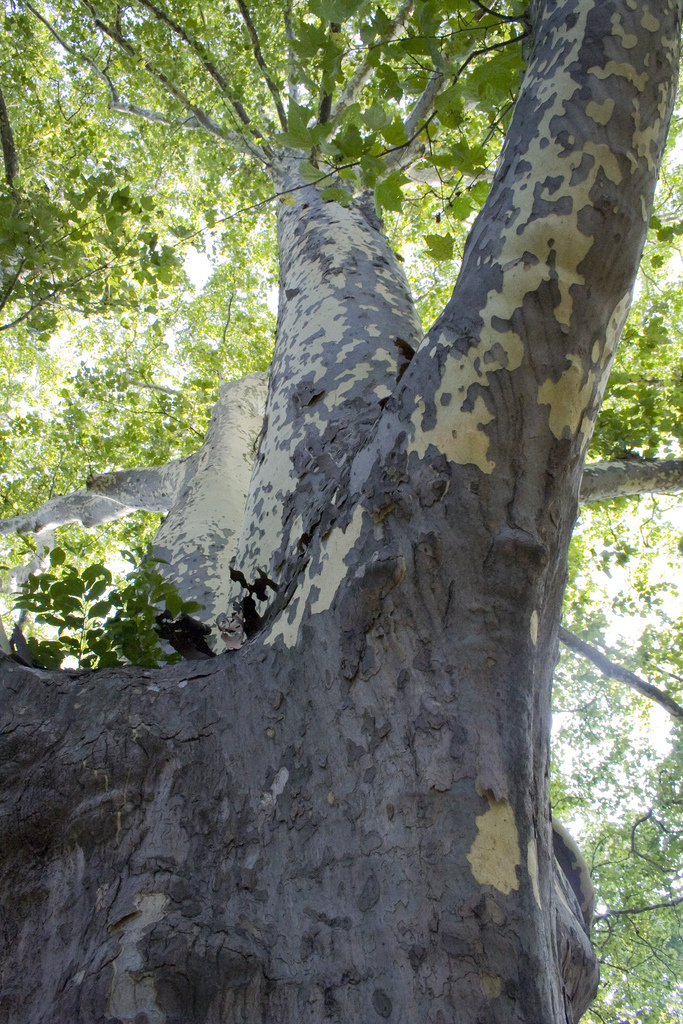 Know Your Street Trees: London Plane