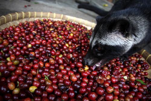 The Masters of Social Gastronomy Present: The World's Weirdest Foods on March 25