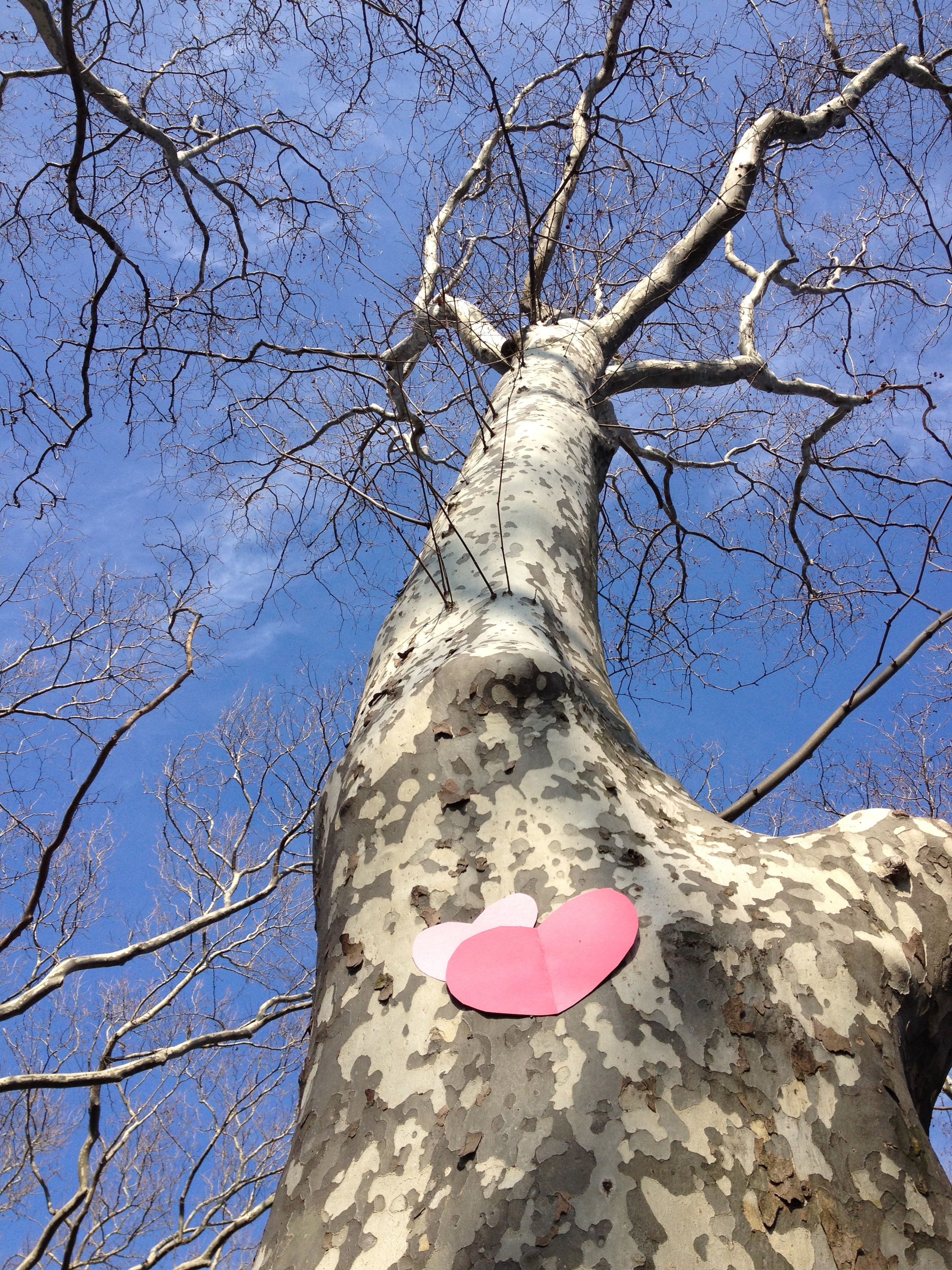 Upcoming Classes for Tree Lovers!