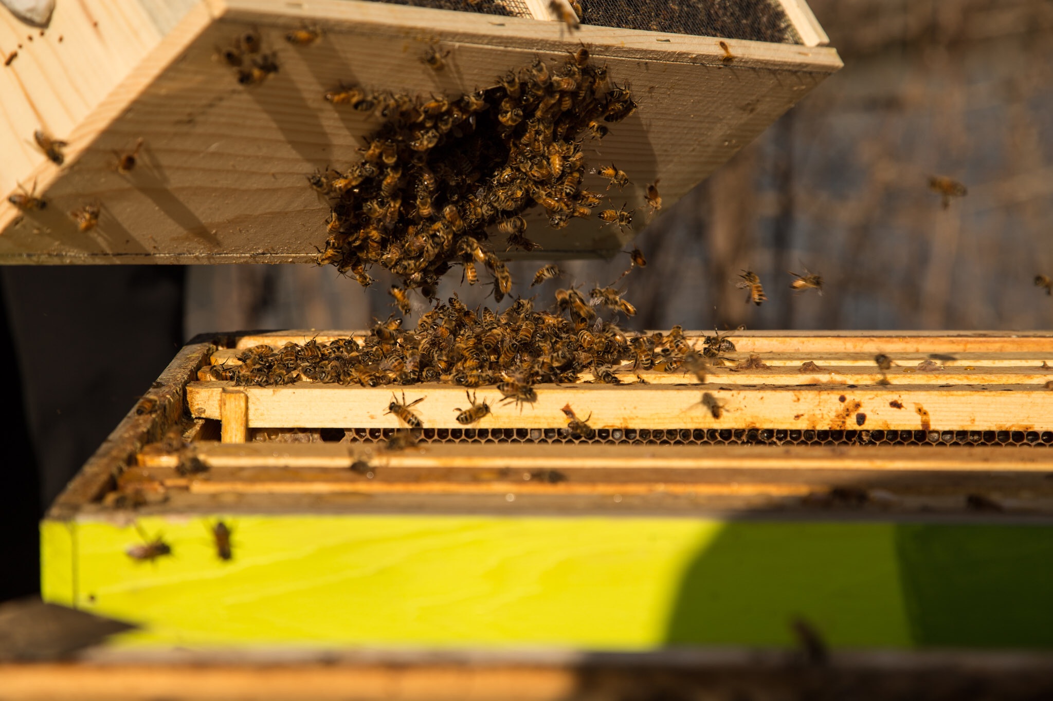 Brooklyn and the Bees: Talk and Taste with Borough Bees