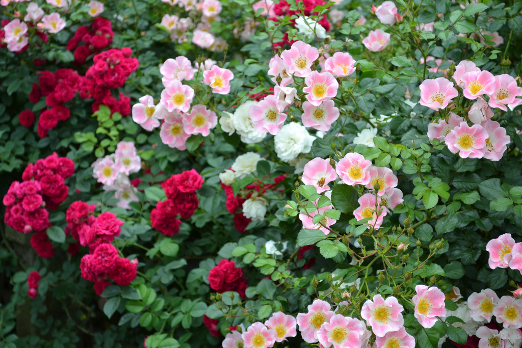 MSG Presents: Floral Flavors at the Brooklyn Botanic Garden