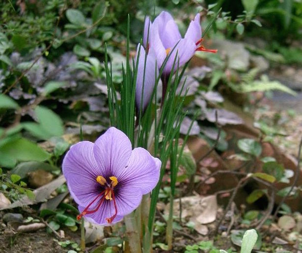 Finding Pennsylvania Saffron
