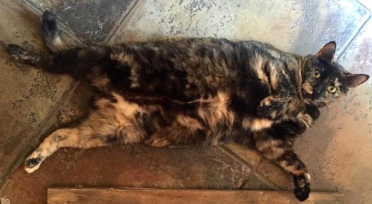 Missed Connections: Brooklyn Cats Looking for Homes! 