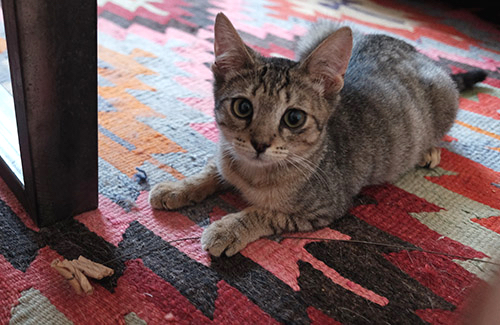 Adopt Little DB! 