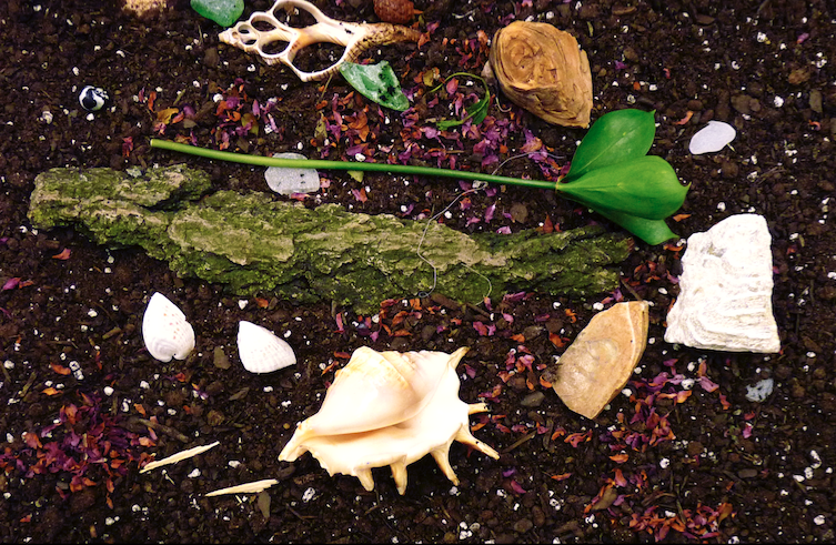 Natural Wonders Workshop with From Wonder