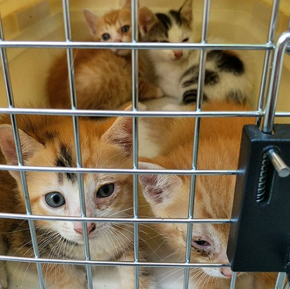 All the Summer 2018 Kittens are Adopted! 