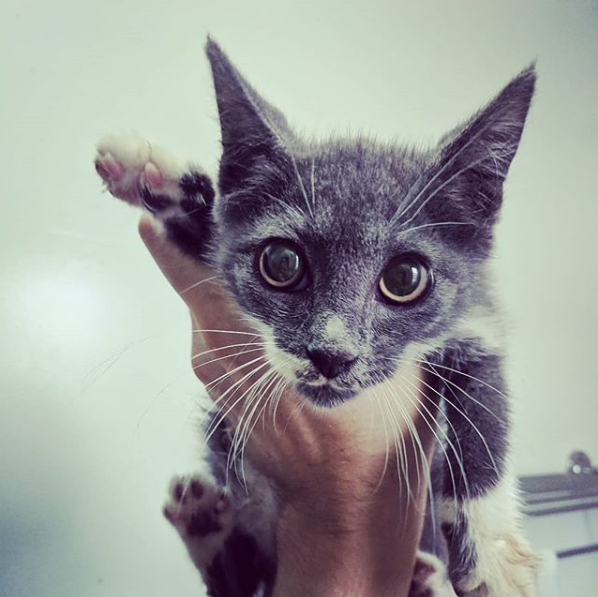 Adopt Kirby! 