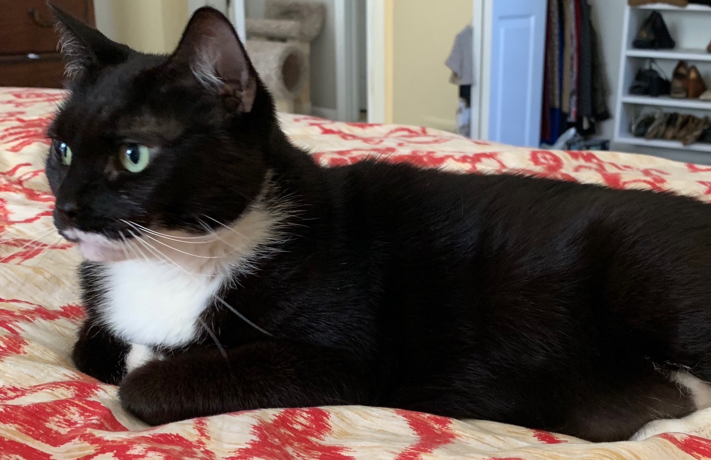 Adoptable: Lily the Cat is Looking for a Home! 