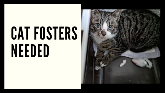 Cat Fosters Needed! 