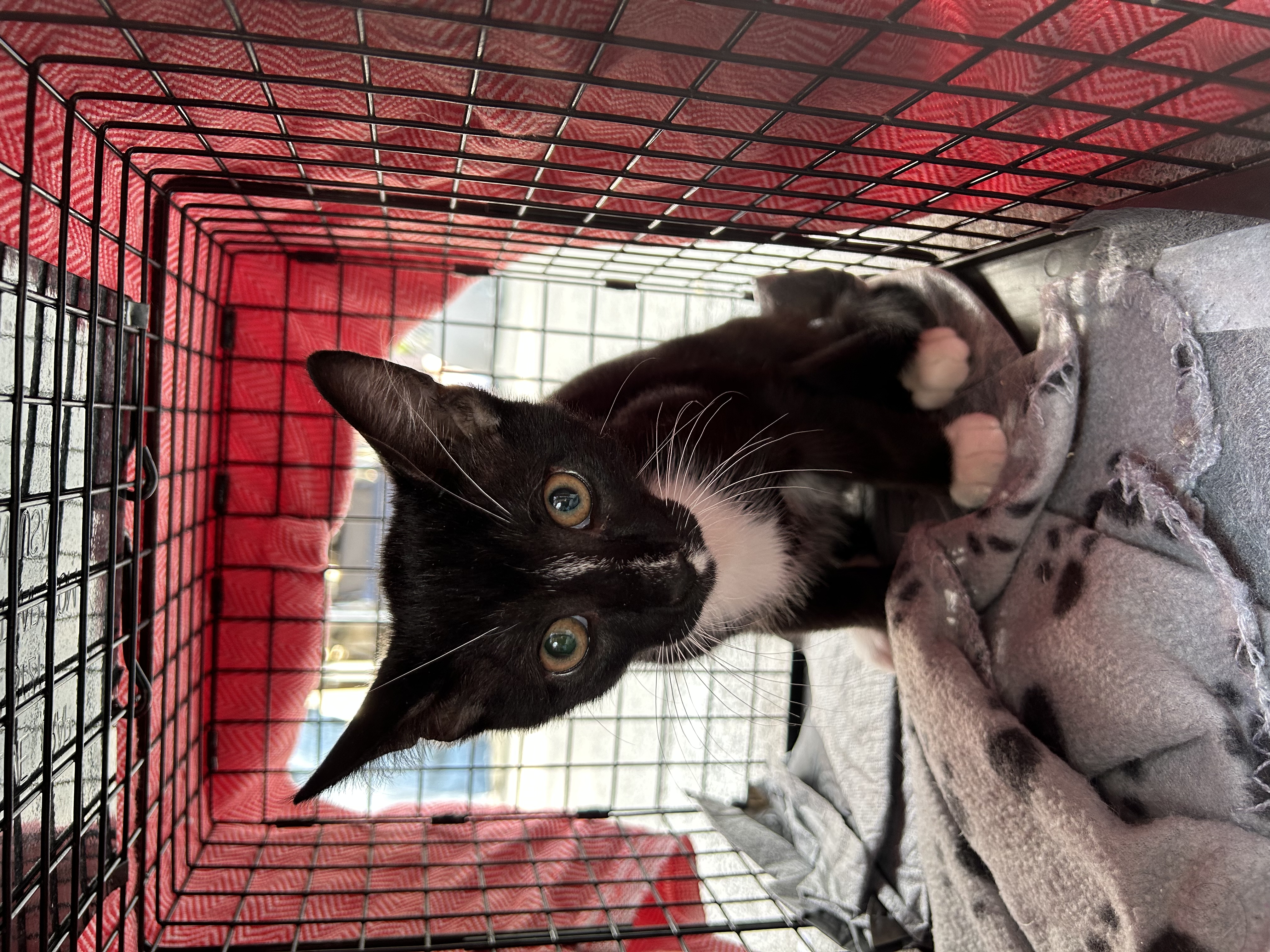 kitten in a trap